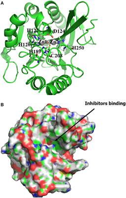 GPU Accelerated Quantum Virtual Screening: Application for the Natural Inhibitors of New Dehli Metalloprotein (NDM-1)